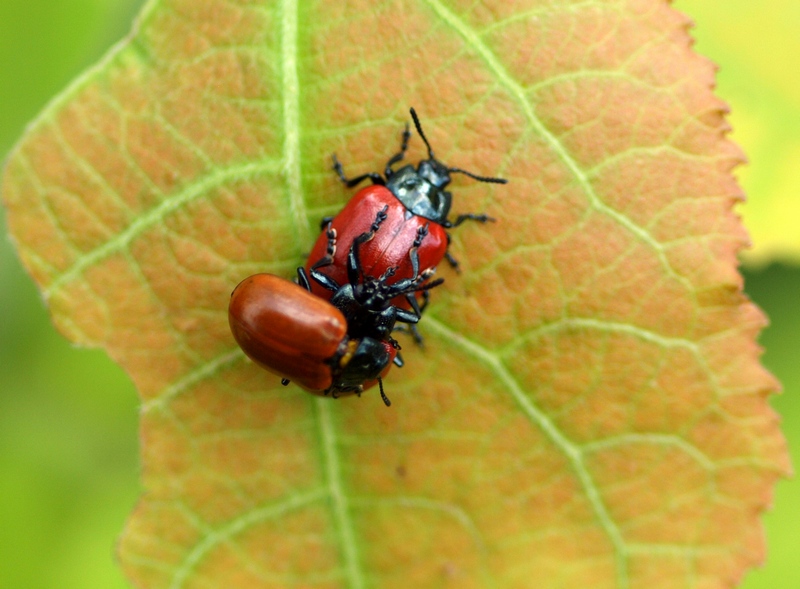 Chrysomelidae Chrysolina